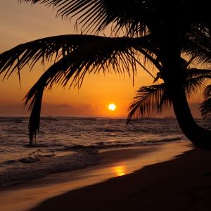 Picutre of a palm tree on a beach during sunset hours