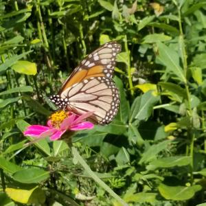 Monarch butterfly at the Bethpage Village Restoration
